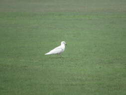 Image of Iceland Gull