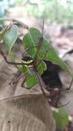 Image of Argiope pulchella Thorell 1881