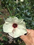 Image of Hibiscus meraukensis Hochr.