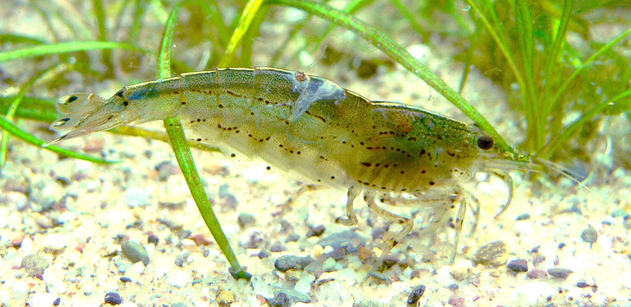 Image of Caridina multidentata