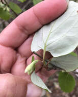 Styrax platanifolius subsp. texanus (Cory) P. W. Fritsch的圖片