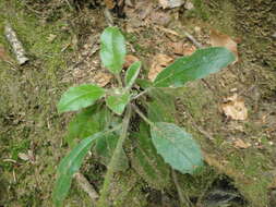 Image of Hieracium transylvanicum Heuff.