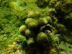 Image of Finger Coral