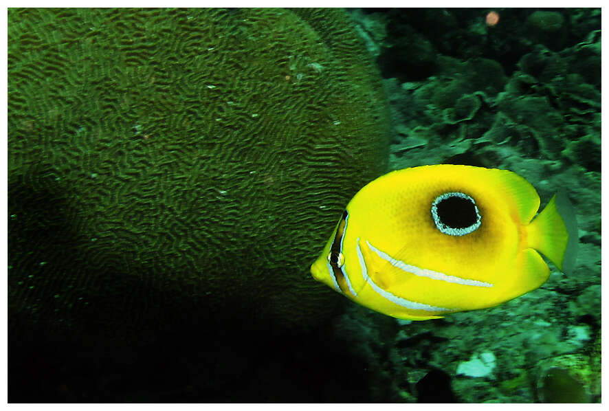 Image of Archer Butterflyfish