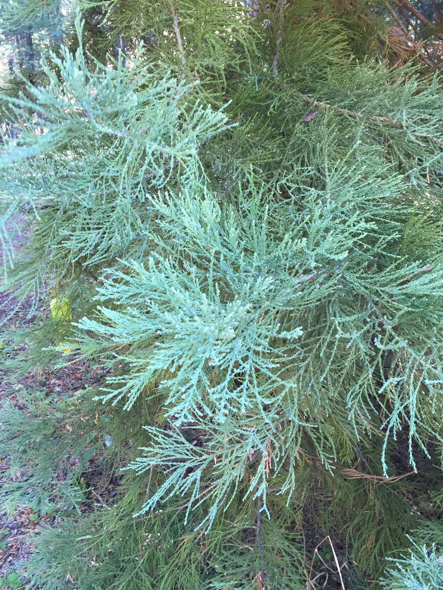 Image of giant sequoia