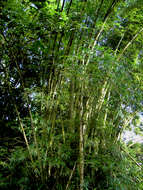 Image of common bamboo