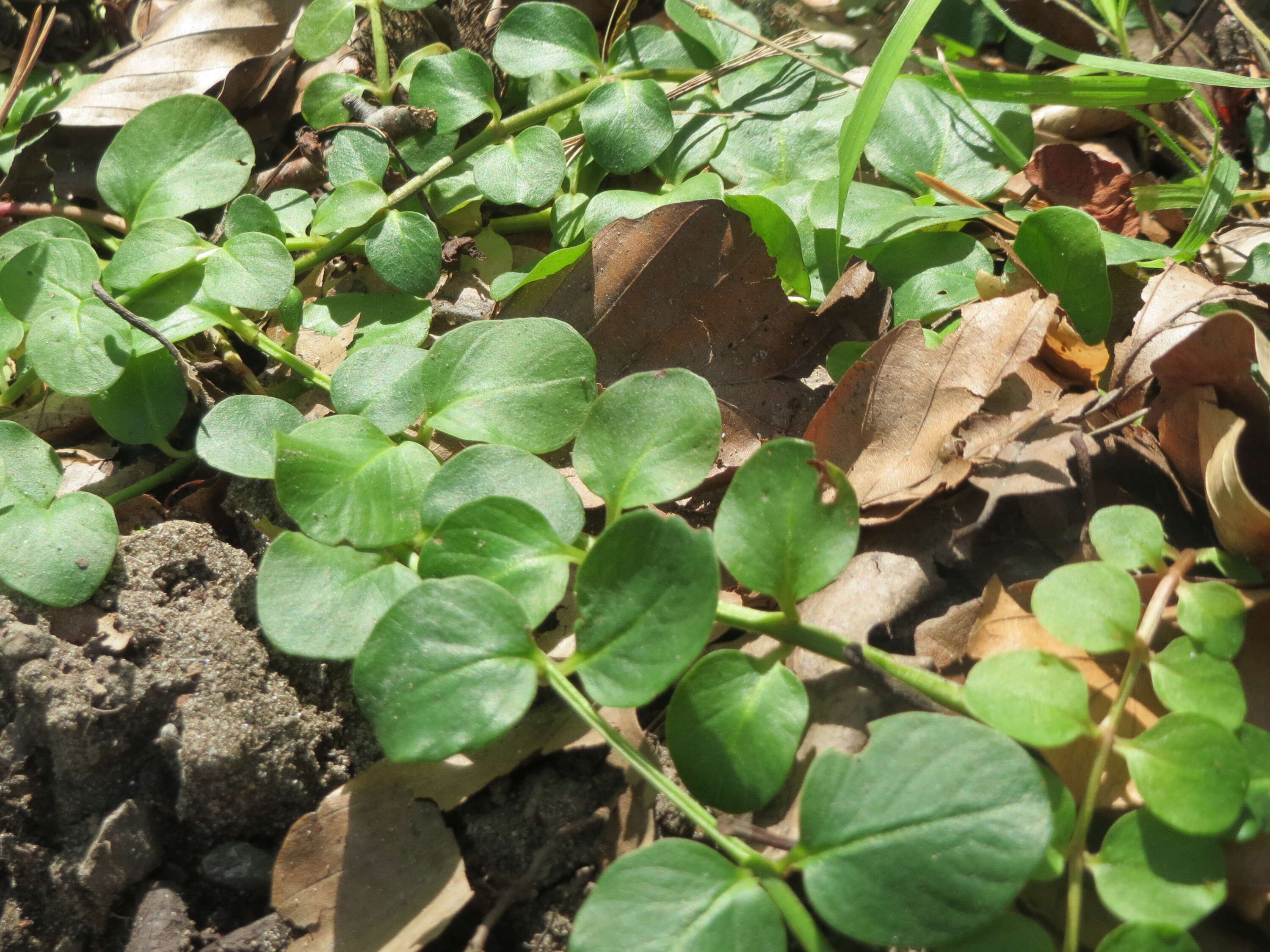 Image of creeping jenny