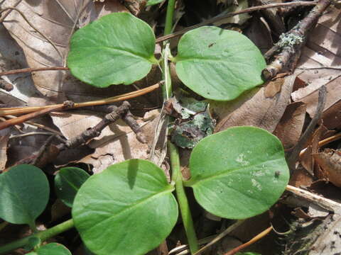 Слика од Lysimachia nummularia L.