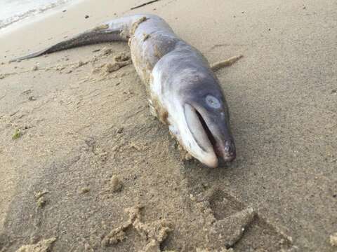 Image of American Conger