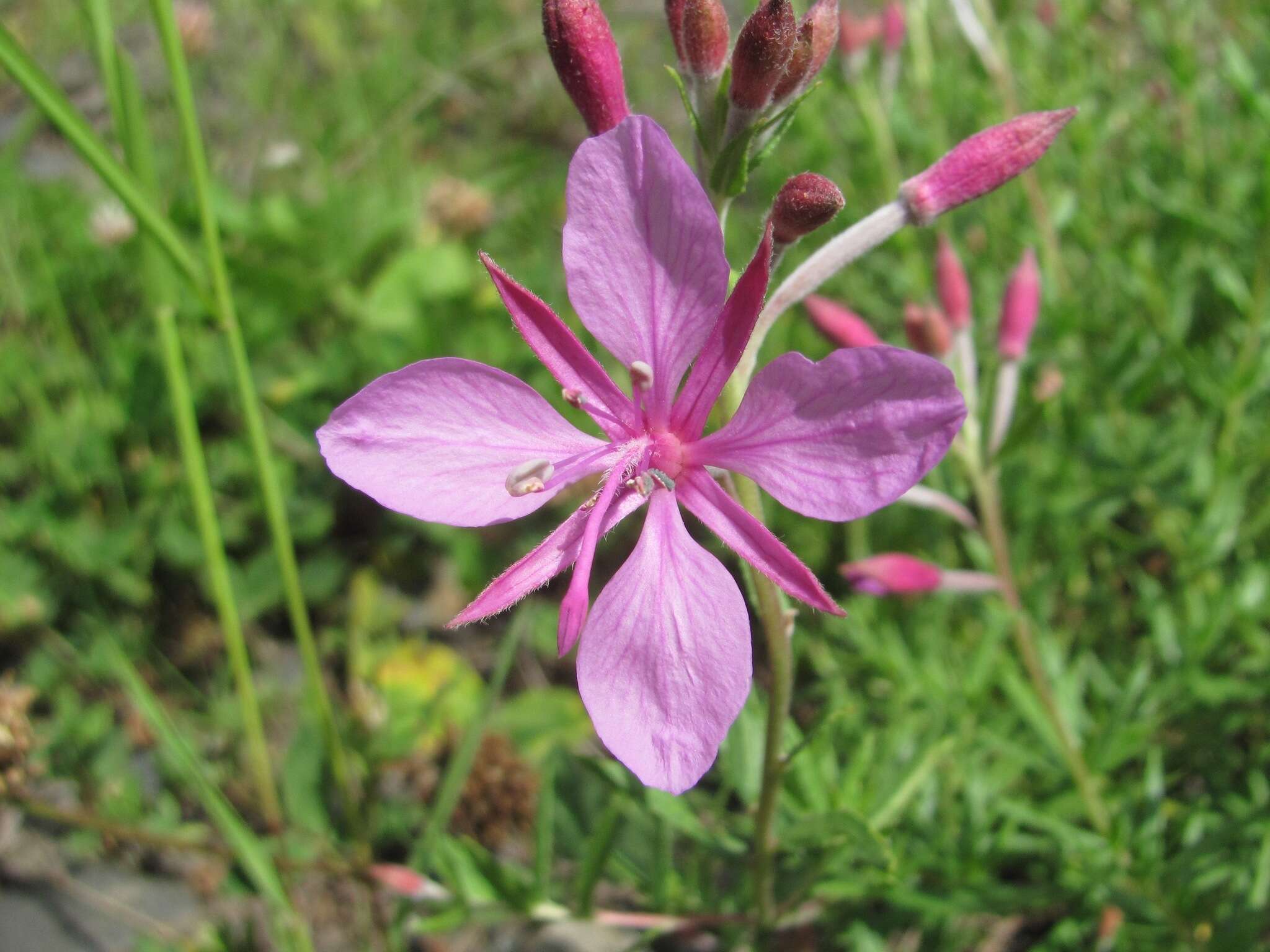 Imagem de Epilobium colchicum subsp. colchicum