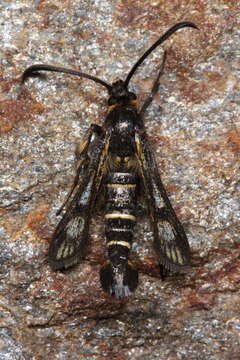 Image of <i>Pyropteron kautzi</i>