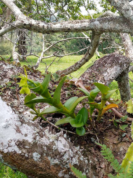 Image of Epidendrum vulgoamparoanum Hágsater & L. Sánchez