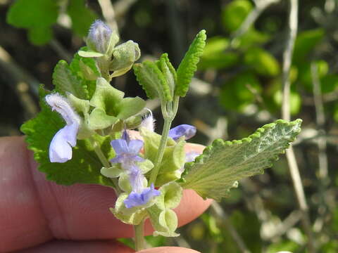 Image of shrubby blue sage