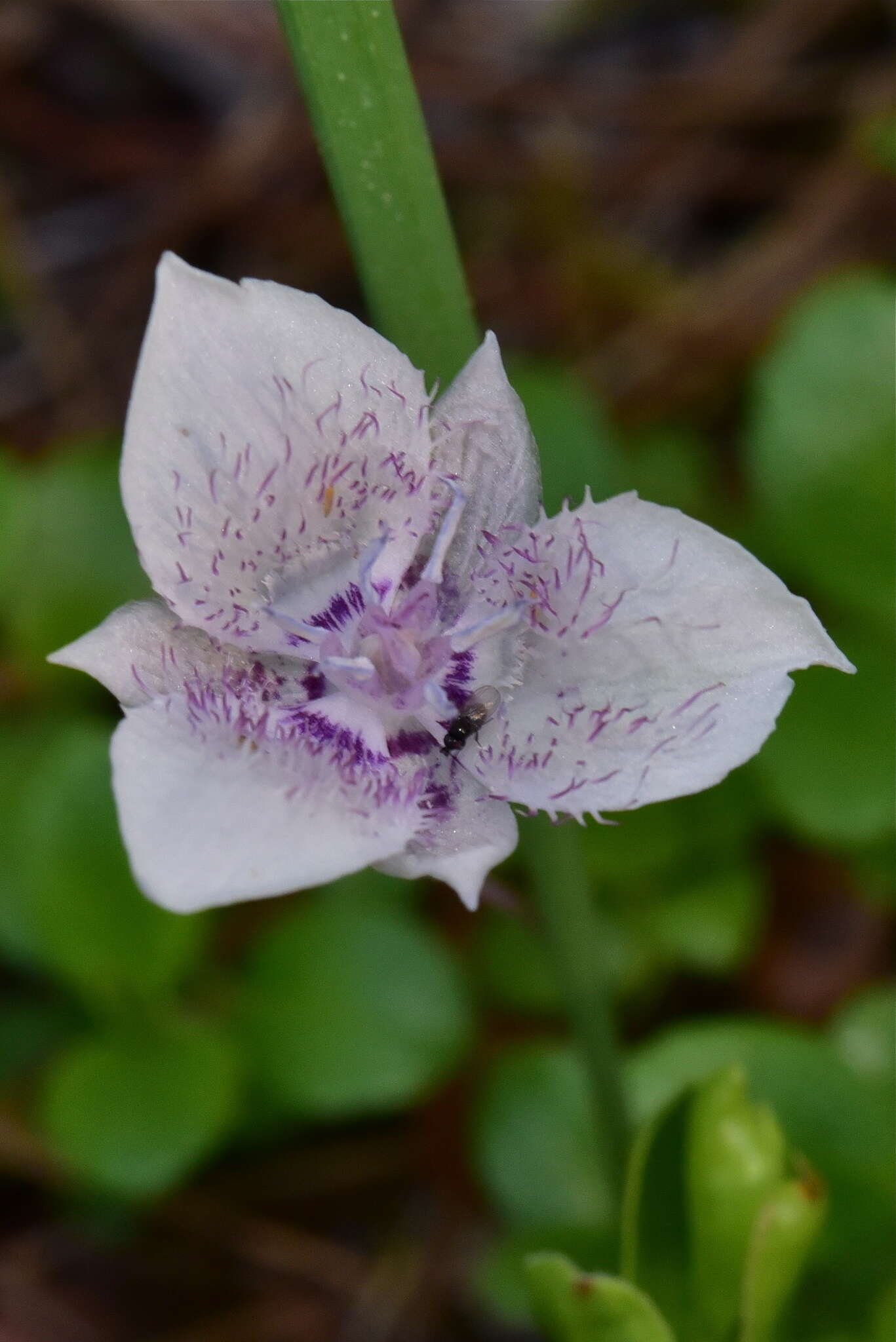 Image of Selway mariposa lily