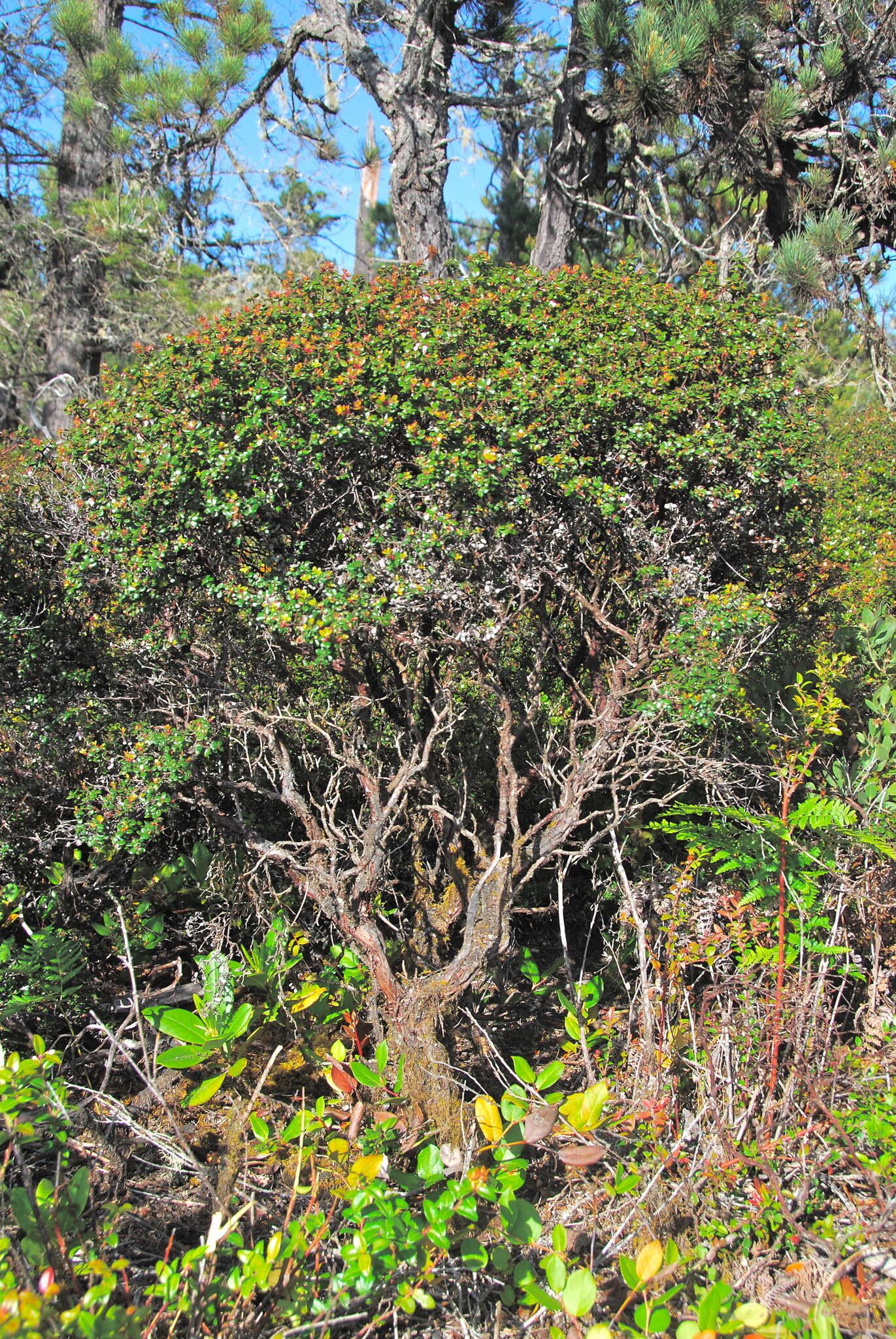 Слика од Arctostaphylos nummularia subsp. mendocinoensis (P. V. Wells) V. T. Parker, M. C. Vasey & J. E. Keeley