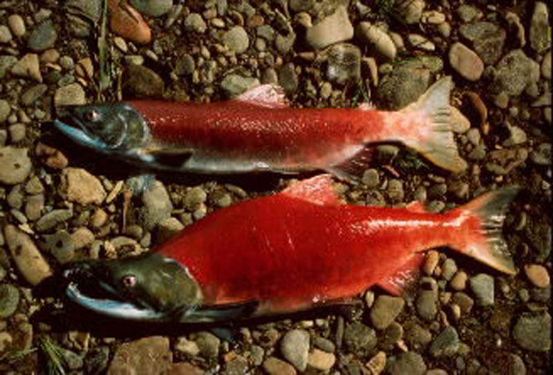 Image of Sockey Salmon