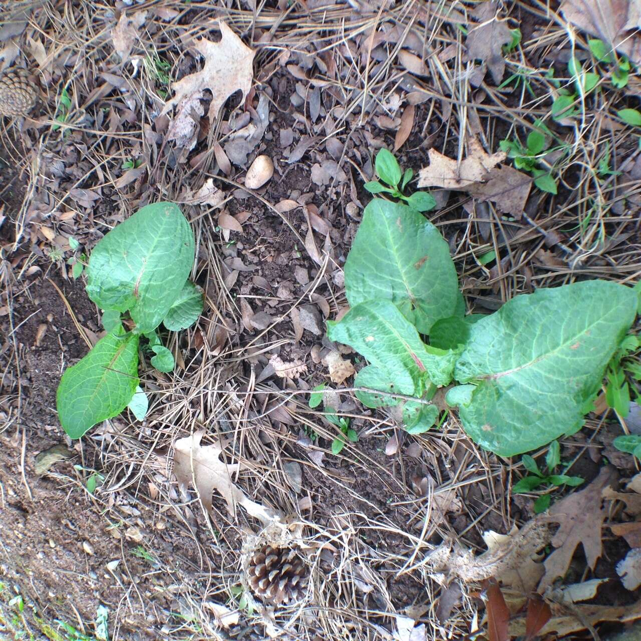 Imagem de Rumex obtusifolius L.