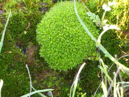 Image of Syntrichia virescens Ochyra 1992