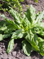 Image de Mandragora officinarum