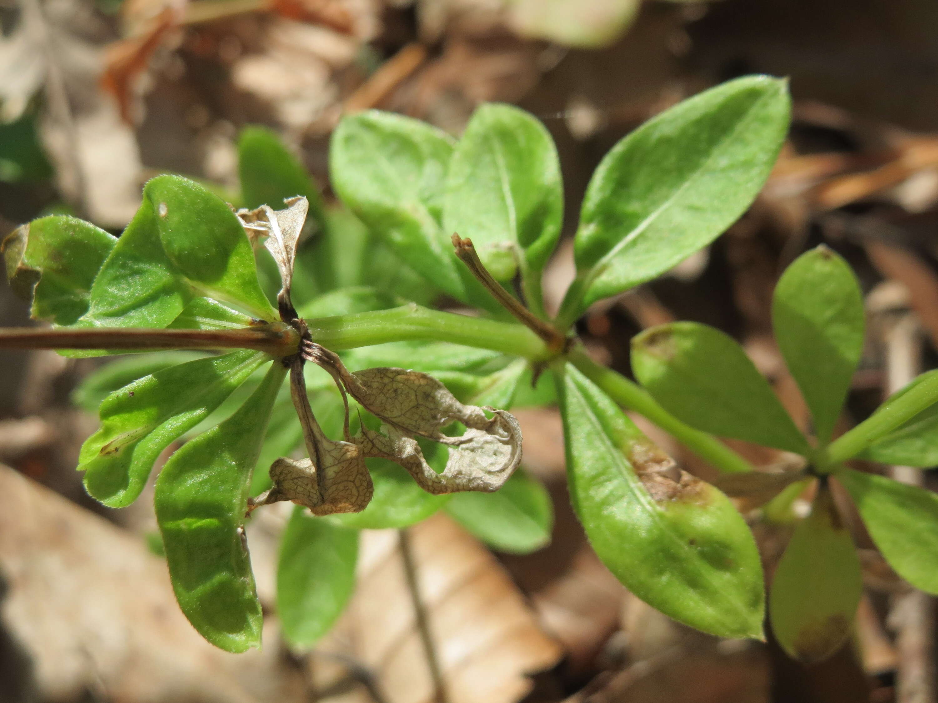 Image of Woodruff