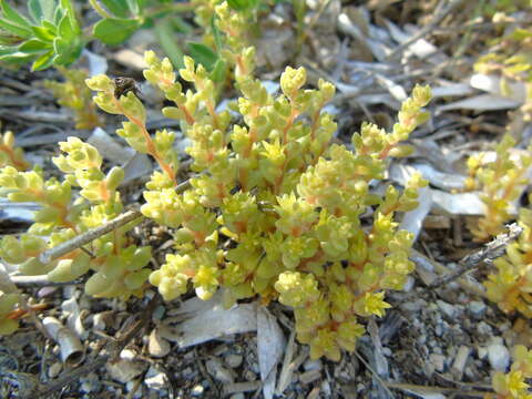 Imagem de Sedum litoreum Guss.