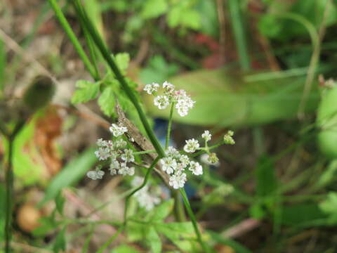 Imagem de Pimpinella saxifraga L.