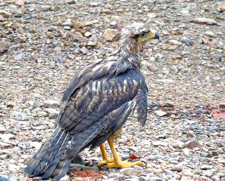 Image of Common Black Hawk