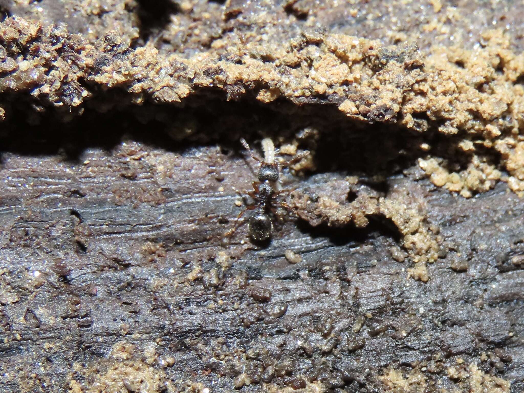 Image of Myrmecina americana Emery 1895