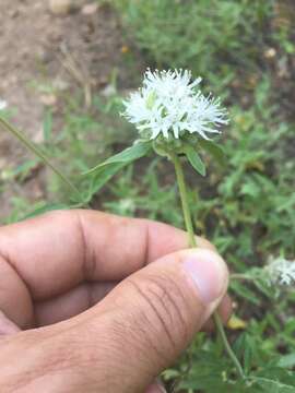 Imagem de Monardella odoratissima Benth.