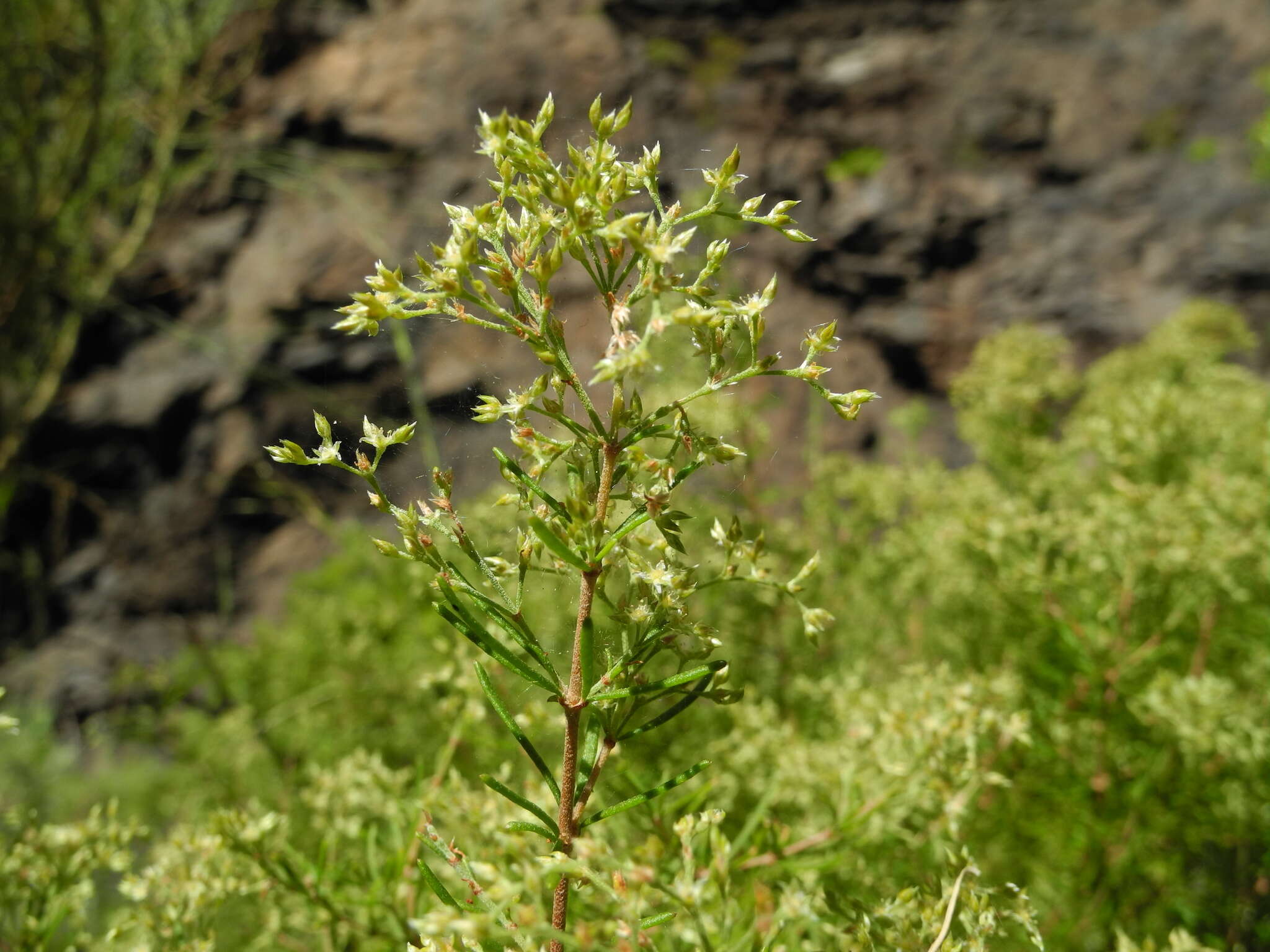 صورة Polycarpaea filifolia Webb ex Christ