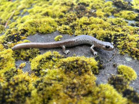 Image of Scottbar Salamander