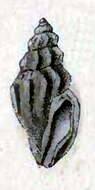 Image of Mangelia vauquelini (Payraudeau 1826)