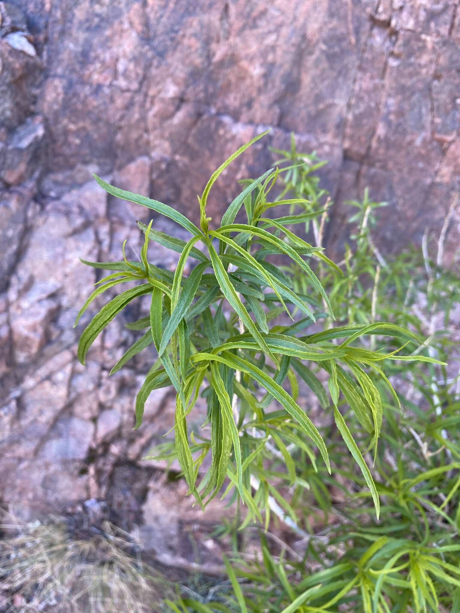 Imagem de Brickellia longifolia S. Wats.