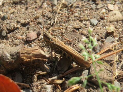 Chorthippus (Glyptobothrus) biguttulus (Linnaeus 1758) resmi