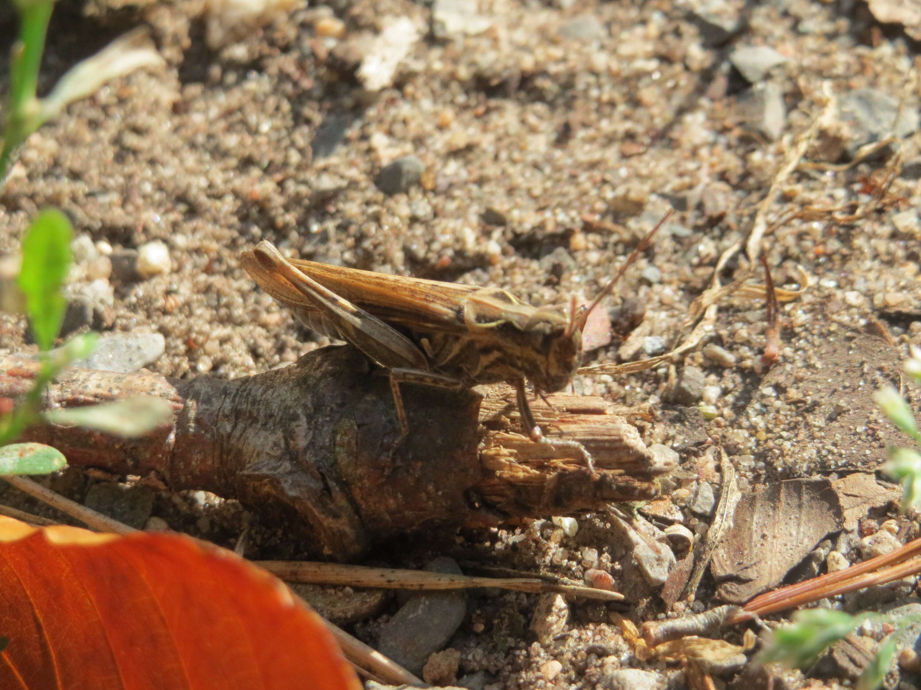 Image of bow-winged grasshopper