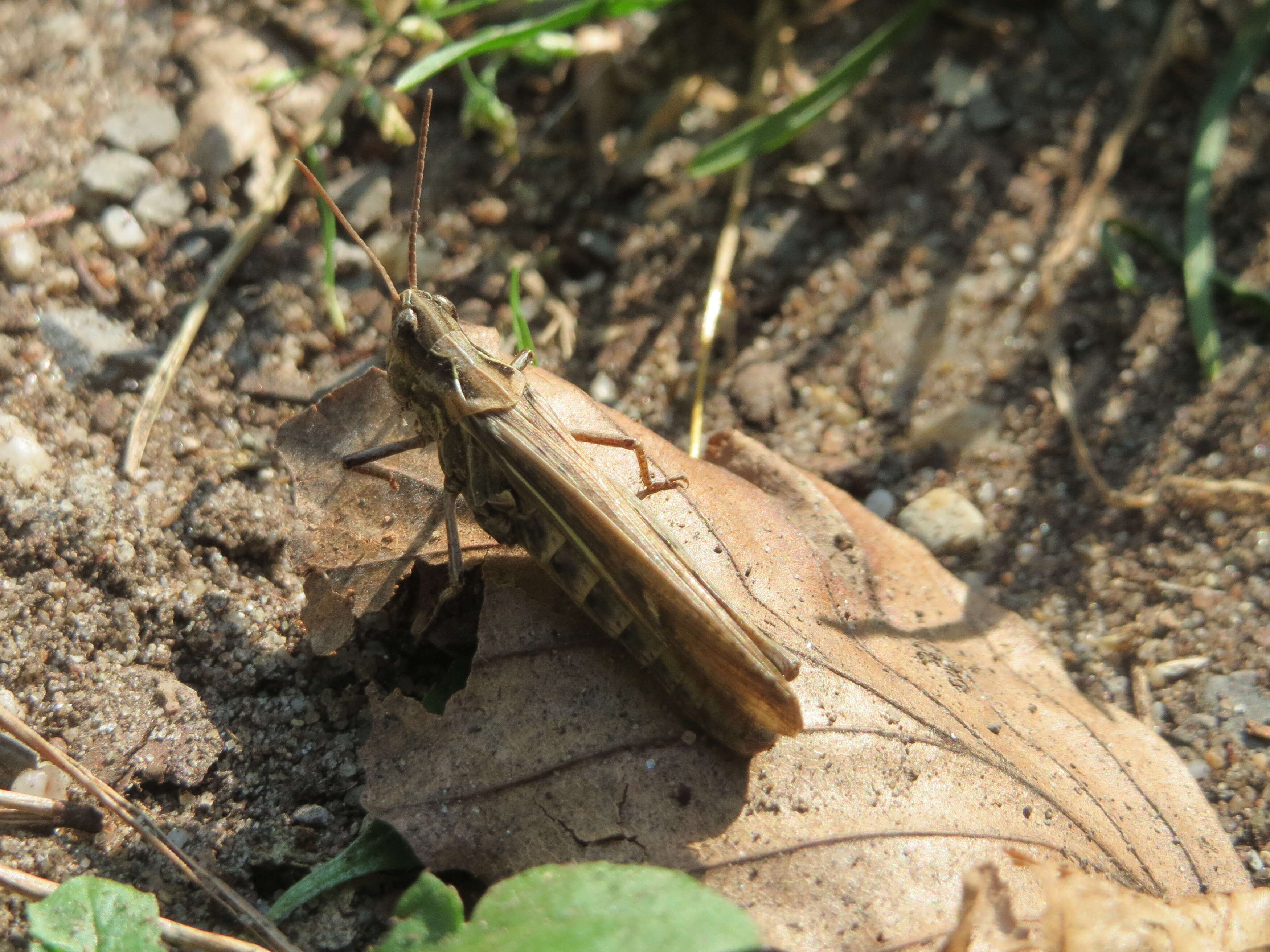 Chorthippus (Glyptobothrus) biguttulus (Linnaeus 1758) resmi