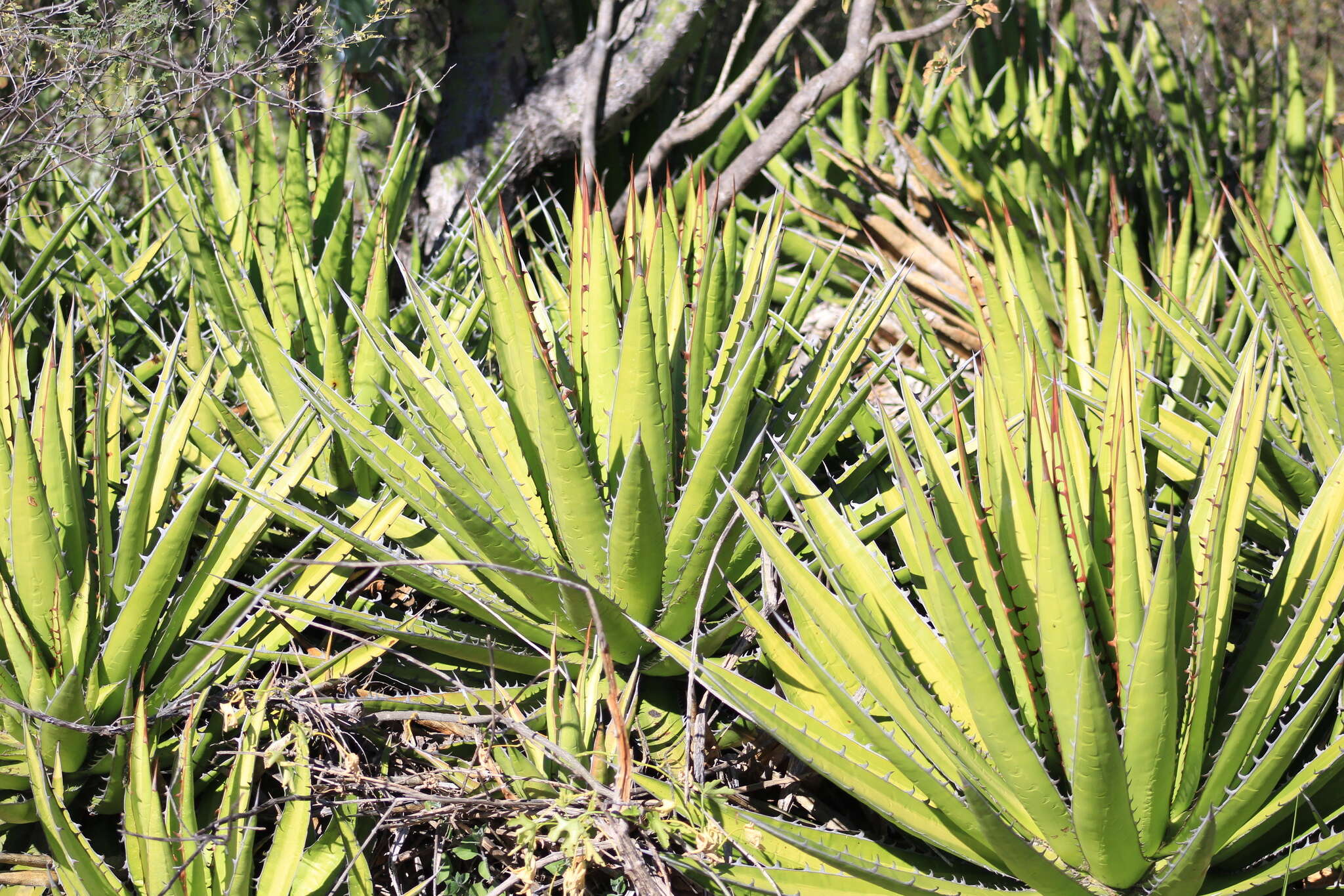 Image of Agave kerchovei Lem.