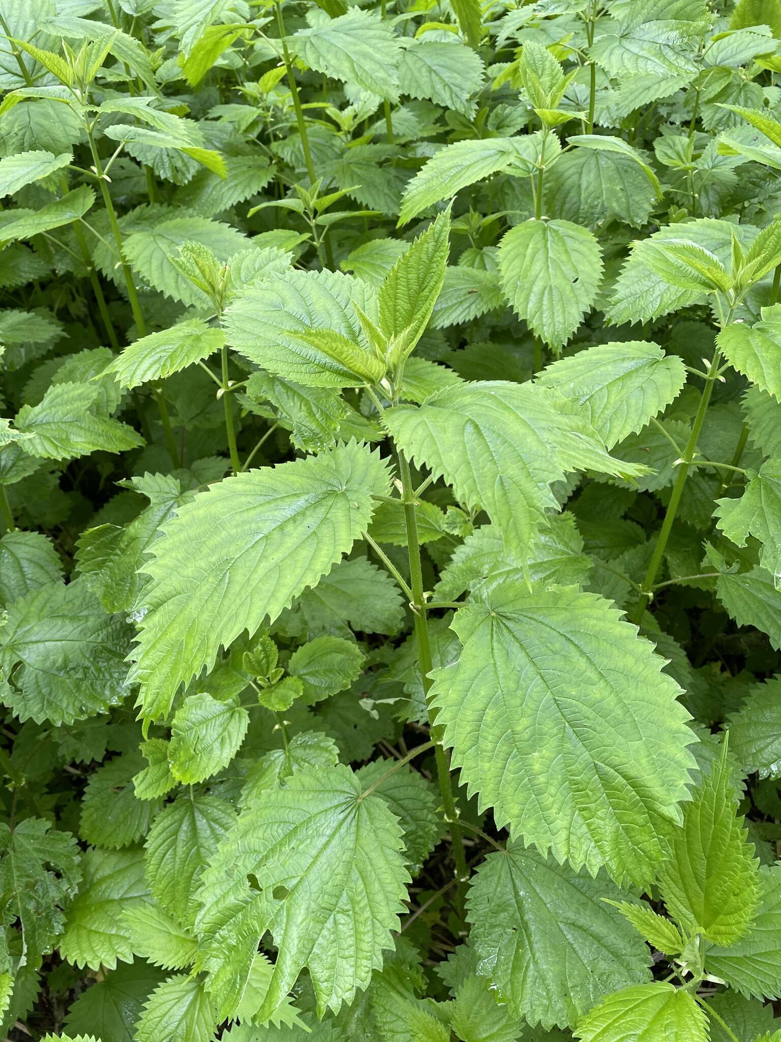 Image of Urtica platyphylla Wedd.