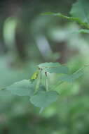 Слика од Vicia subrotunda (Maxim.) Czefr.