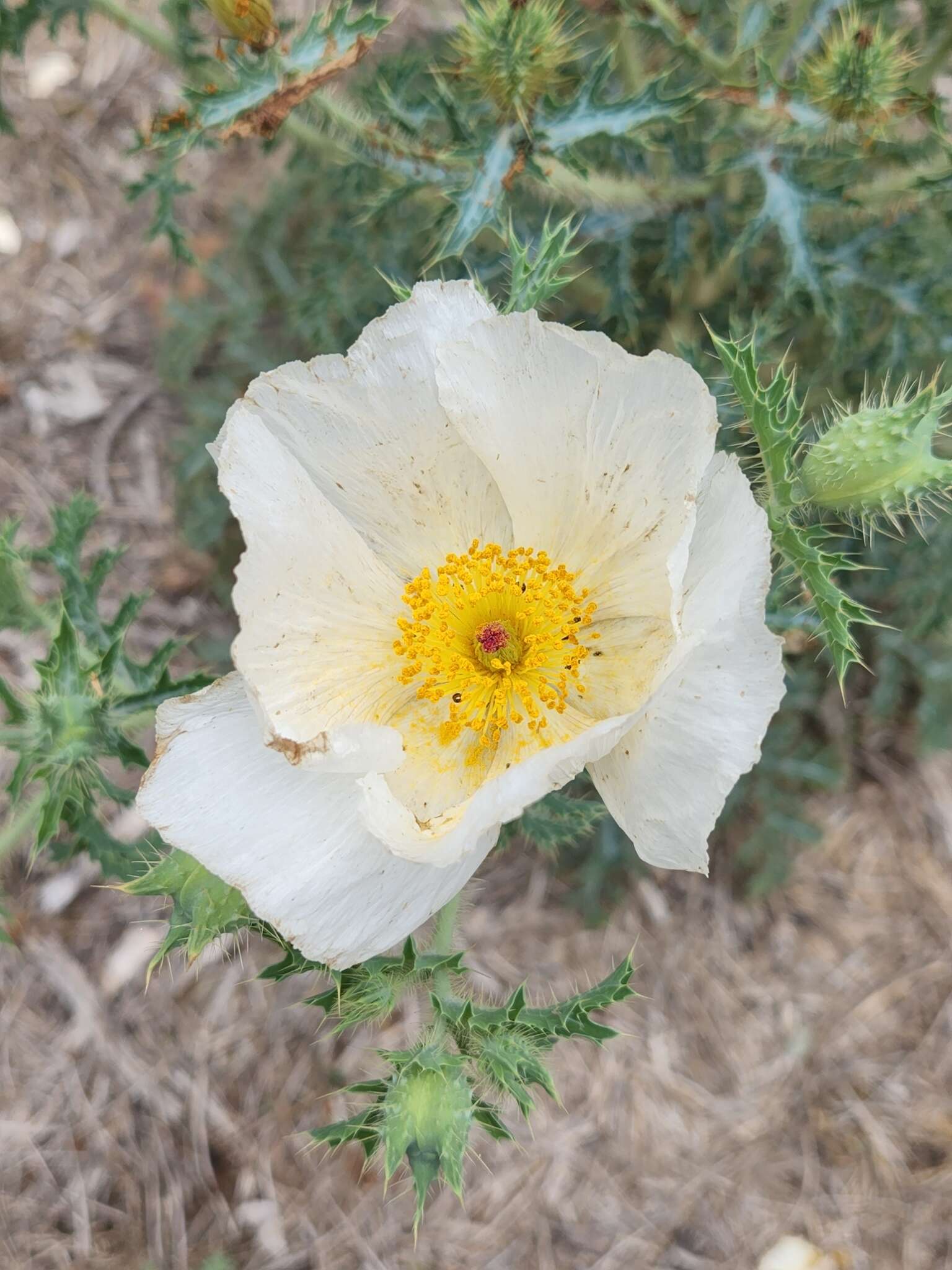 Image of Texas pricklypoppy