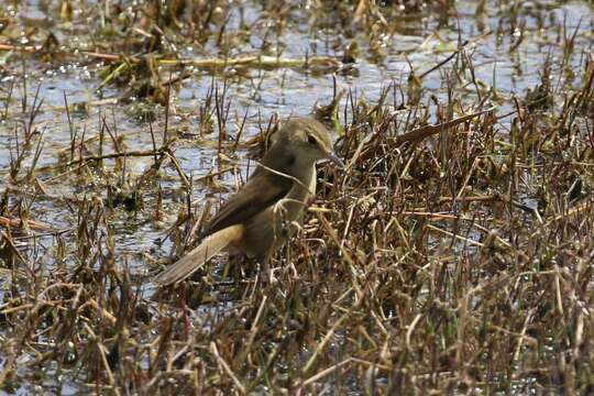 Acrocephalus australis australis (Gould 1838)的圖片