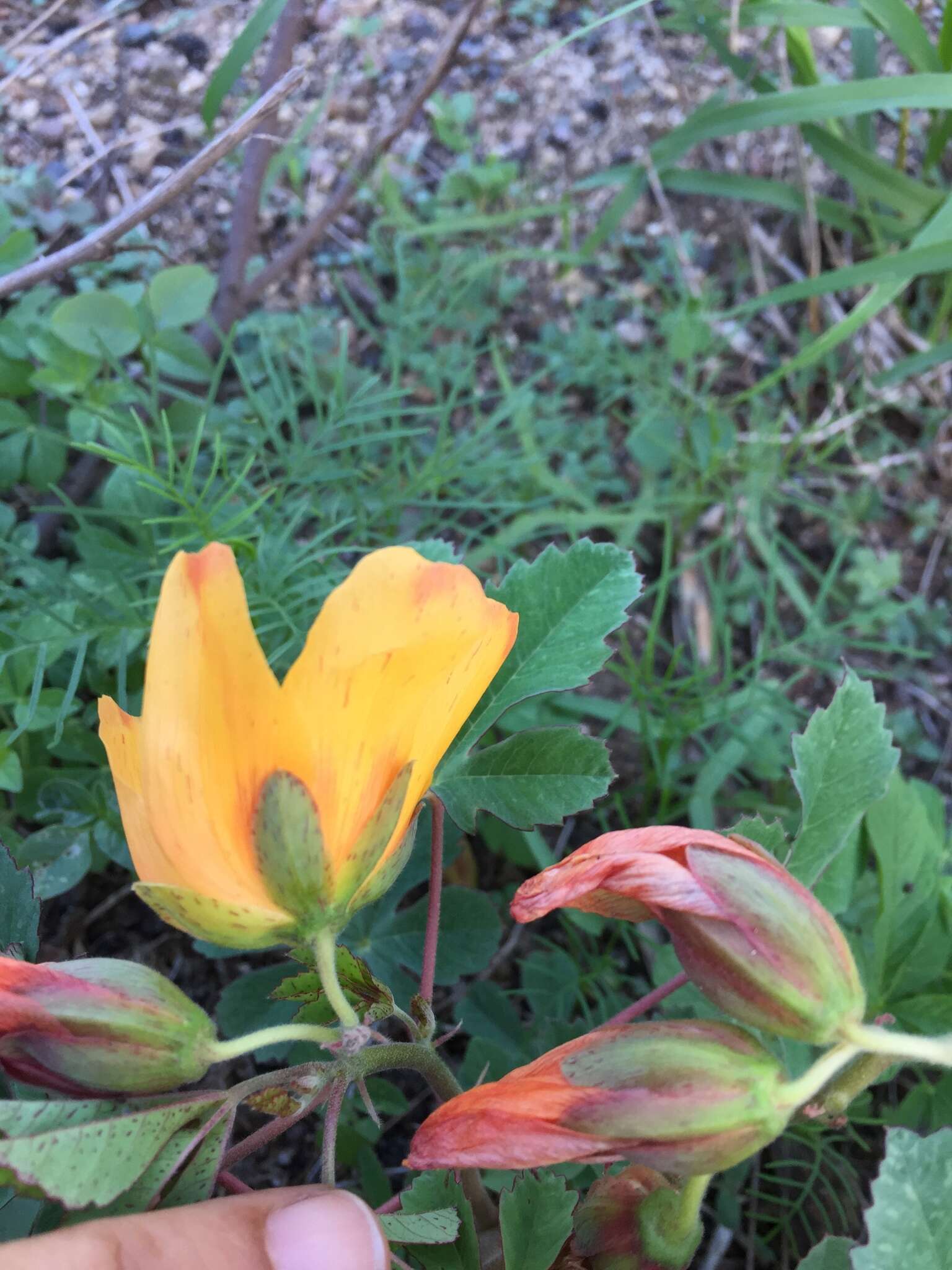 Imagem de Cochlospermum gonzalezii (Sprague & L. Riley) Byng & Christenh.