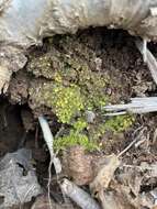 Image of Bush's fissidens moss