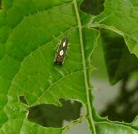 Image of Diedrocephala variegata (Fabricius 1775)