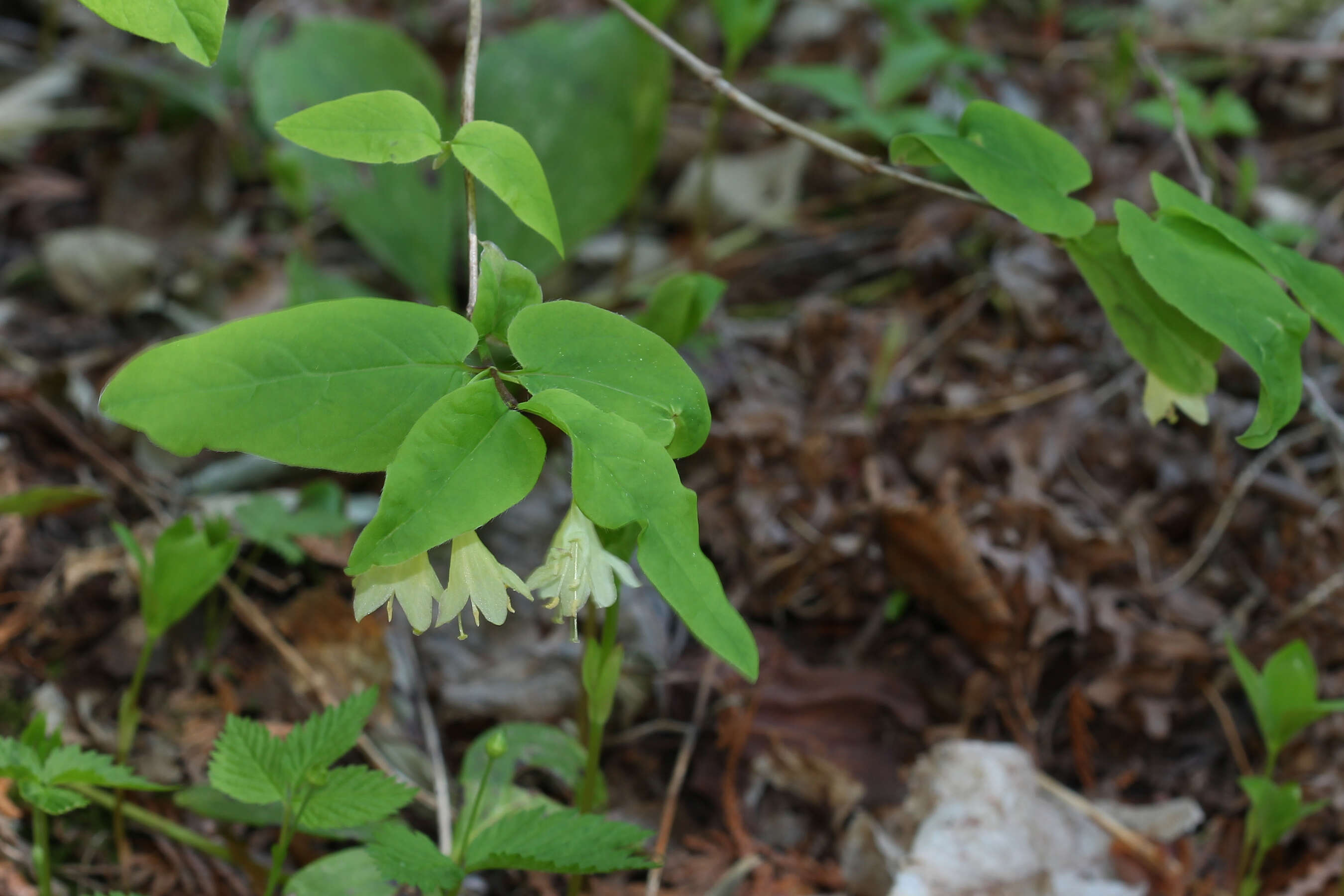 Image de Lonicera canadensis Bartr. ex Marsh.