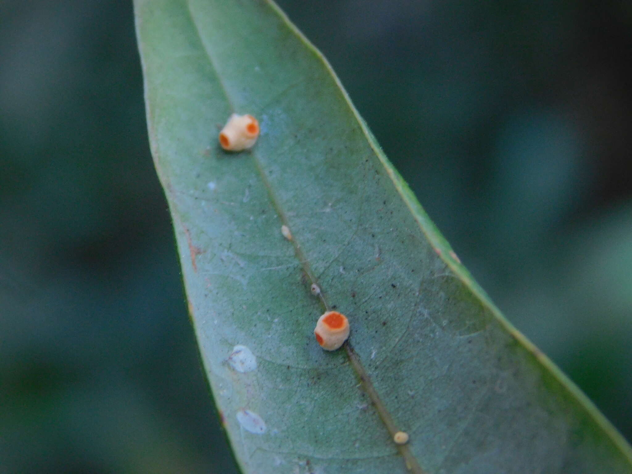 Image of Moelleriella epiphylla (Massee) P. Chaverri & K. T. Hodge 2008