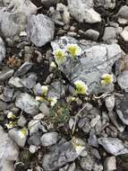 Image of Palander's draba