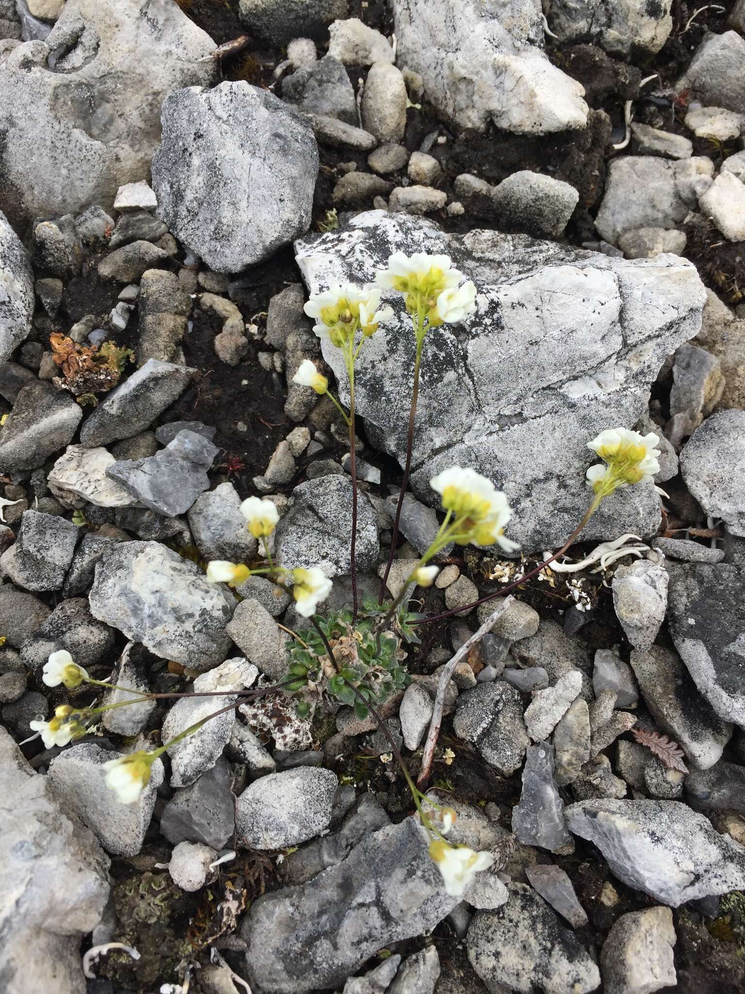 Sivun Draba palanderiana Kjellm. kuva