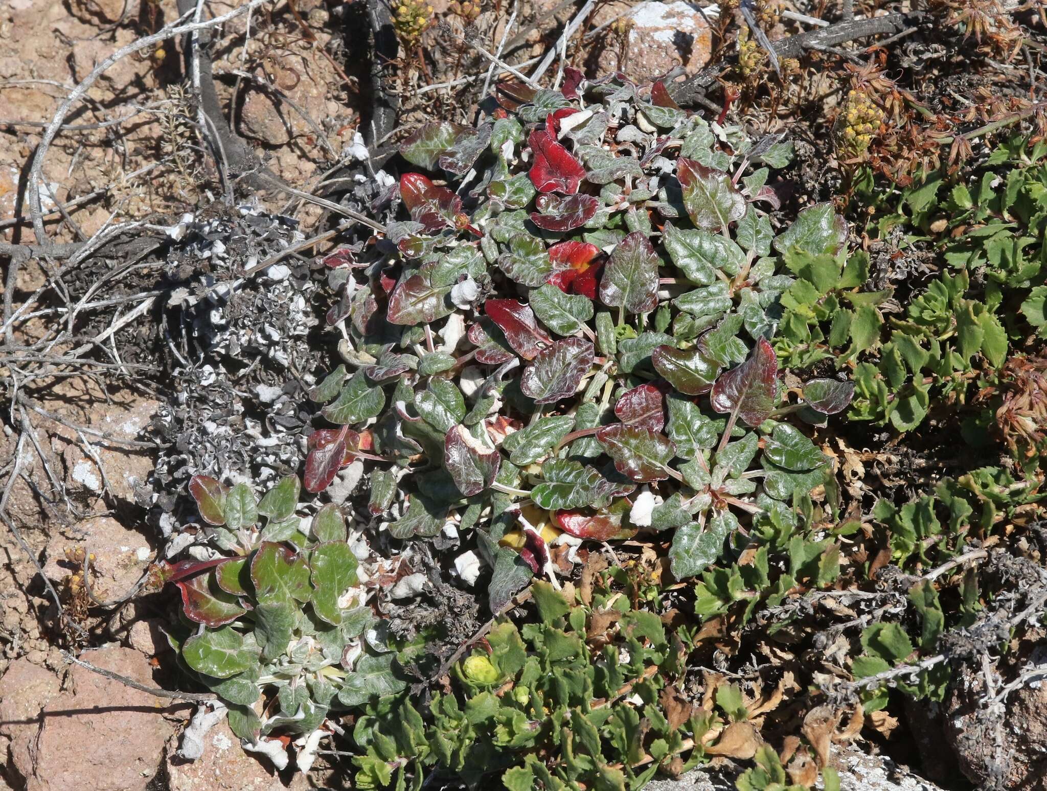 Image of redflower buckwheat