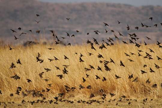 Image of Red Bishop